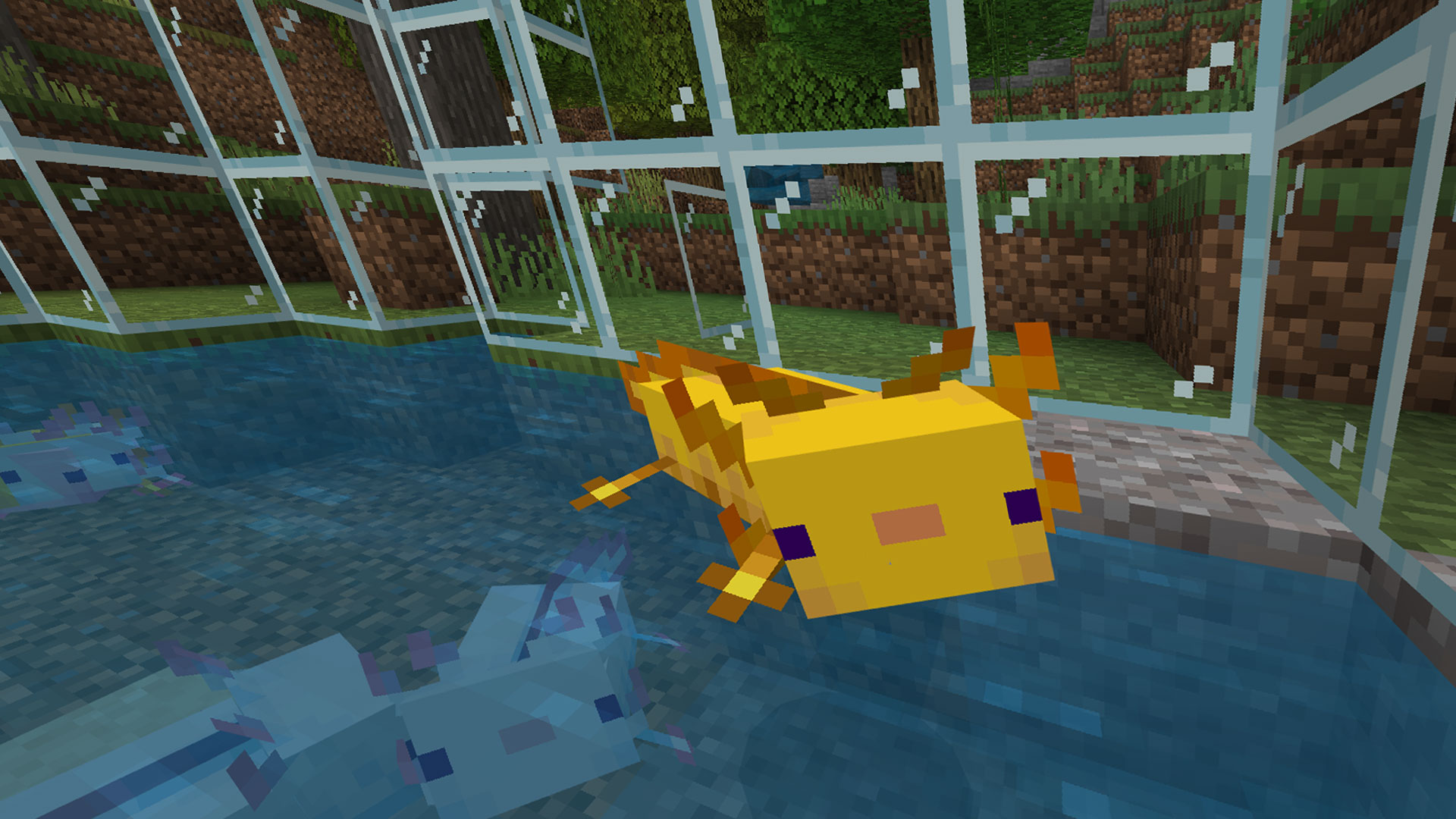 Guía de Minecraft axolotl cómo encontrar, criar y domar juegos.news